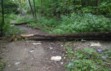 В Дзержинском районе Ярославля дорожка около детского сада завалена упавшими деревьями