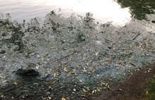 Жители Ярославля жалуются на ужасное состояние пруда в парке «Нефтяник»