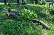 В Бутусовском парке Ярославля под нож легли деревья ценных пород