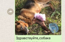 На Ярославле-Главном овчарке отрезало лапу: собаку спасают волонтеры