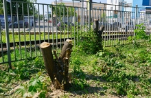 В Бутусовском парке Ярославля под нож легли деревья ценных пород