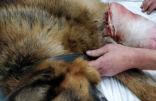 На Ярославле-Главном овчарке отрезало лапу: собаку спасают волонтеры
