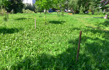 В Бутусовском парке Ярославля под нож легли деревья ценных пород
