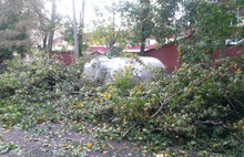 В Ярославле на территории одного из детских садов рухнул клен