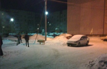 Похождения свиньи в Ярославле: очередная хрюшка гуляла по улицам
