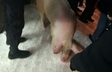 Похождения свиньи в Ярославле: очередная хрюшка гуляла по улицам