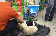 Ярославец спас сбитую собаку на заснеженной трассе Сыктывкара