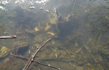 В Ярославле пруд в парке Нефтяник «радует» мертвыми утками и погибшей рыбой  