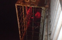 В клетке под Октябрьским мостом в Ярославле оказался заперт человек: видео