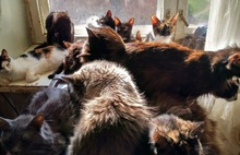От голода едят собственных котят: в Ярославле спасают обитателей котоквартиры