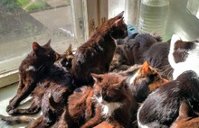 От голода едят собственных котят: в Ярославле спасают обитателей котоквартиры