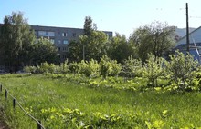 В центре Ярославля вместо яблоневого сада вырос борщевик