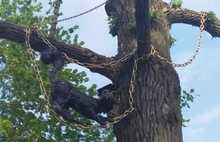 В Рыбинске на дереве поселили ученого кота