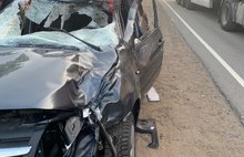 В Ярославской области «Калина» сбила лося: животное погибло, у водителя авто – рваная рана лица