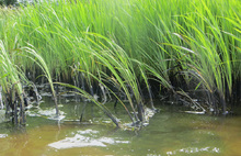 В Ярославской области на территории природного заказника обнаружили нефтяное пятно