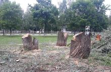 Ярославцы возмущены «лесоповалом» в рамках нацпроекта БКД