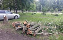 Ярославцы возмущены «лесоповалом» в рамках нацпроекта БКД