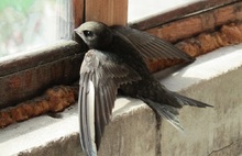 «Стрижепад» в Переславле: птиц, залетевших в дом, собирают коробками