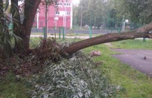 Последствия ливня в Ярославле: деревья упали на «Рено Сандеро» и «Нива Шевроле»