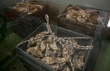 126 человек на устрицу: ярославское правительство обеспечило жителей морепродуктами