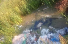 «Пир на помойке»: в Ярославской области царскую стерлядь выпустят в заваленную мусором реку?