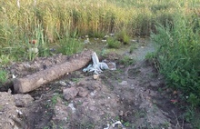 «Пир на помойке»: в Ярославской области царскую стерлядь выпустят в заваленную мусором реку?