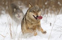 Вместо волка убил человека: ярославскому охотнику вынесен приговор 