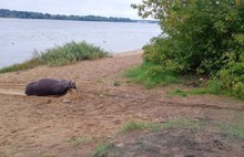 Волгу не переплыл: в Ярославле спасатели достали из реки погибшего лося