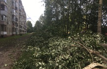 Под корень: при подготовительных работах на Тутаевском шоссе в Ярославле подрядчик вырубил зеленую зону