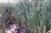 «Километры нечистот»: жители деревни в Ярославской области сняли видео об экологической катастрофе
