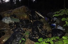 В Ярославской области в дубовой роще устроили огромную свалку: видео
