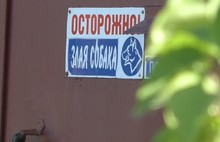 «Отец перенес операцию»: в Ярославле алабай покусал мужчину