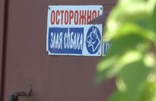 «Отец перенес операцию»: в Ярославле алабай покусал мужчину