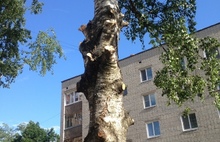 Лишили деревьев: жители ярославского двора жалуются на благоустройство с «коррупционной составляющей»