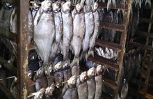 На «Пошехонском рыбзаводе» вместо радужной форели завели уголовное дело