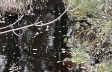 С ароматом московского мусора: в Ярославле вновь почернела вода в Норе