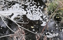 С ароматом московского мусора: в Ярославле вновь почернела вода в Норе