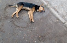 В Ярославле догхантеры отравили собаку   