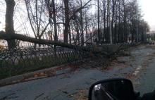 В Ярославль пришел ураган: фоторепортаж последствий природной стихии