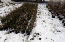 «Жаль растения и потраченные деньги»: в Ярославской области озеленение по нацпроекту проходит под снегом 
