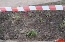 «Мы сегодня и деревья высадим»: глава Ростова прокомментировал посадку цветов в мороз
