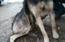 «Собака насажена на арматуру»: в Ростове сотрудники МЧС спасли пса