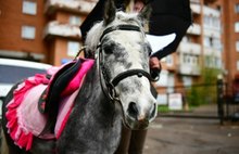 Ярославские власти обвинили лошадей в порче городского имущества
