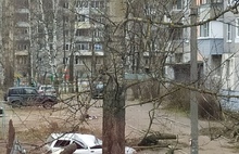Ночью в Ярославле на машину рухнуло дерево
