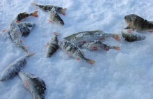 Ярославцам запретят ловить более пяти килограммов рыбы