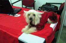 В Ярославле пройдет многопородная выставка собак «Золотые купола-2013»