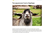 Кузя умер, а Настя от него родила: ярославское правительство рассказало о козлином треугольнике