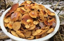 В канун Нового Года в ярославских лесах собирают грибы