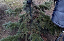 В Ярославле вандалы сломали елку и украли гирлянду