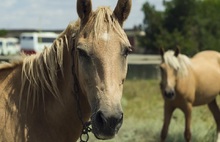 «Голод и болезни»: создана петиция за спасение лошадей ярославской спортшколы